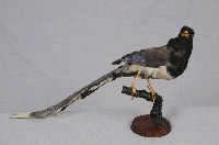 藏品(紅嘴藍鵲)的圖片